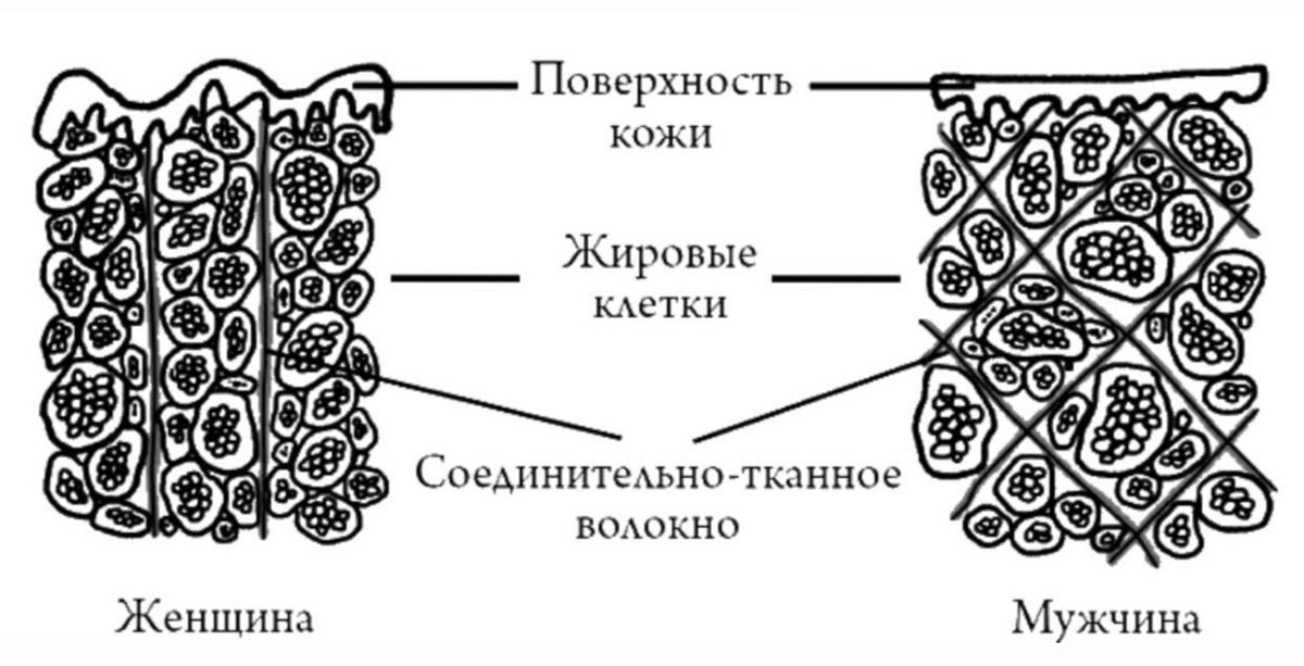 Мужские и женские клетки. Строение жировой ткани у мужчин и женщин. Строение женской и мужской кожи. Строение жировых клеток у мужчин и женщин. Строение мужской кожи.