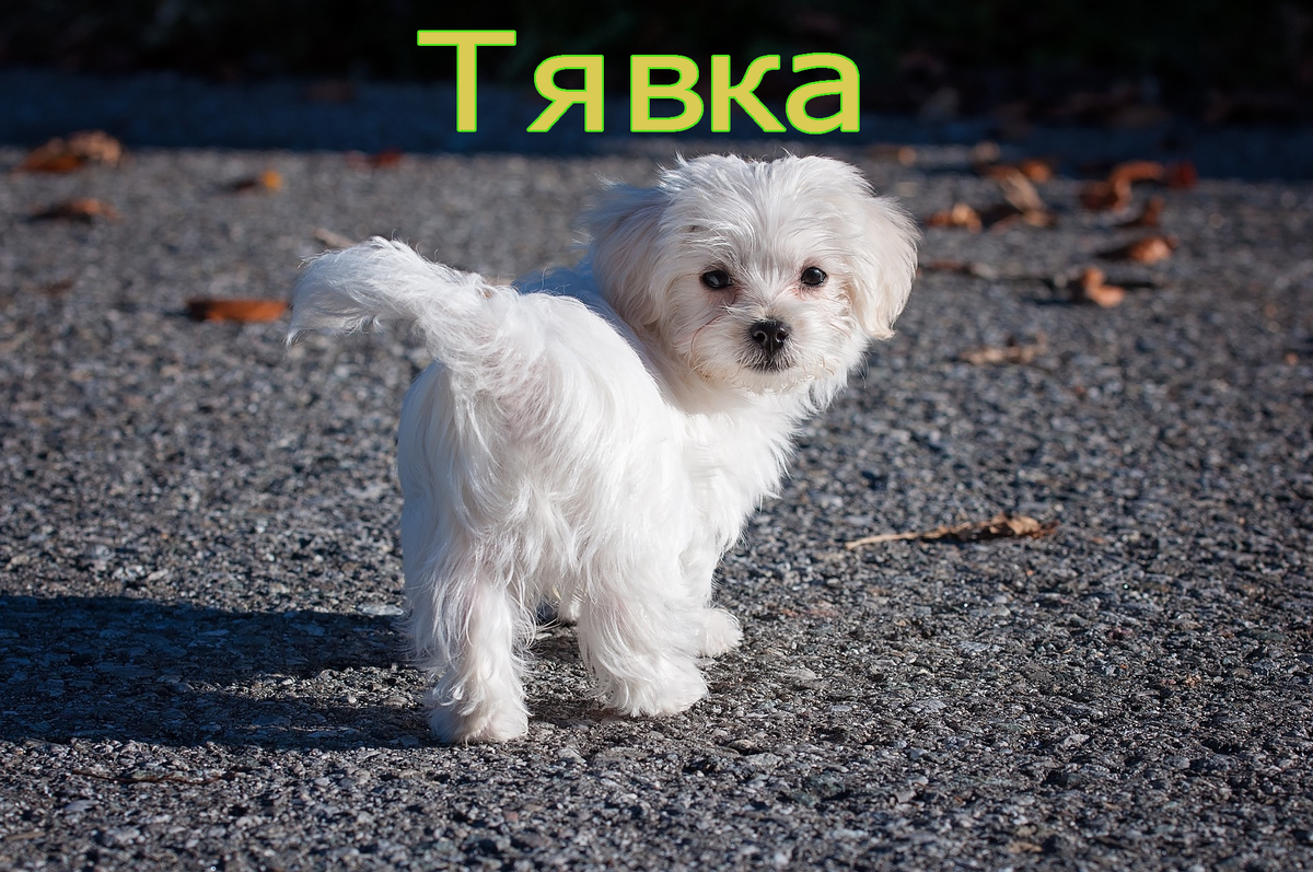 рассказ о собачке попаданке