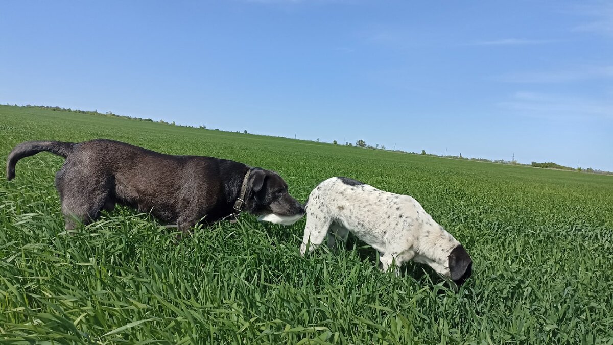 Герда с трудом терпит Рокки, иногда кажется, что если б её воля она бы сослала его куда-нибудь на север:) Фото автора.  