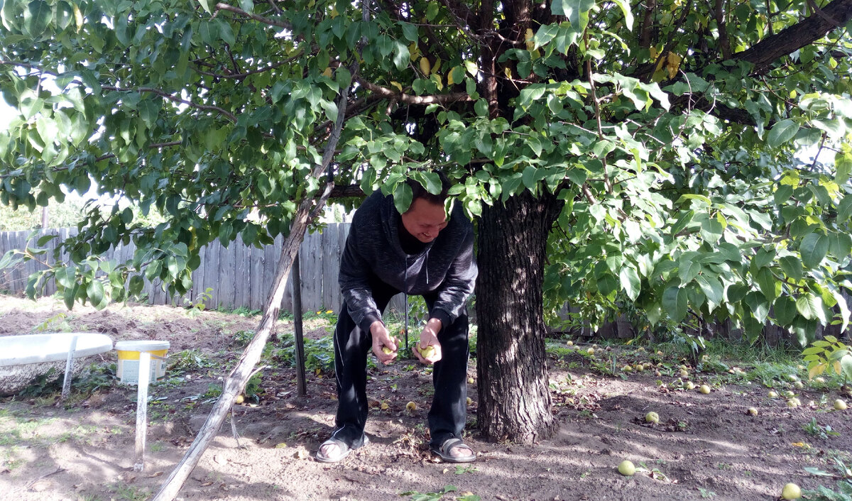 Когда лето прошло не зря. На фото мой муж собирает груши, которые дерево уже не в силах держать:)