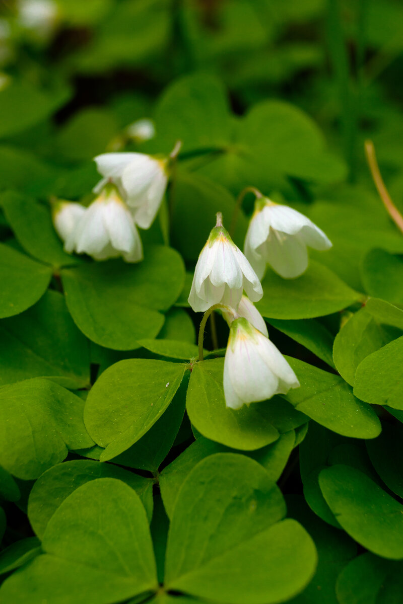 Кислица обыкновенная Автор: cometseeker
Источник: https://www.inaturalist.org/observations/118195640