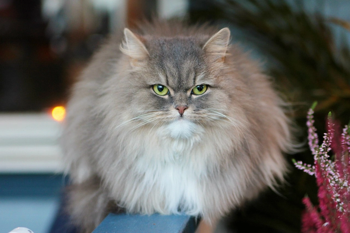 Шведский котик