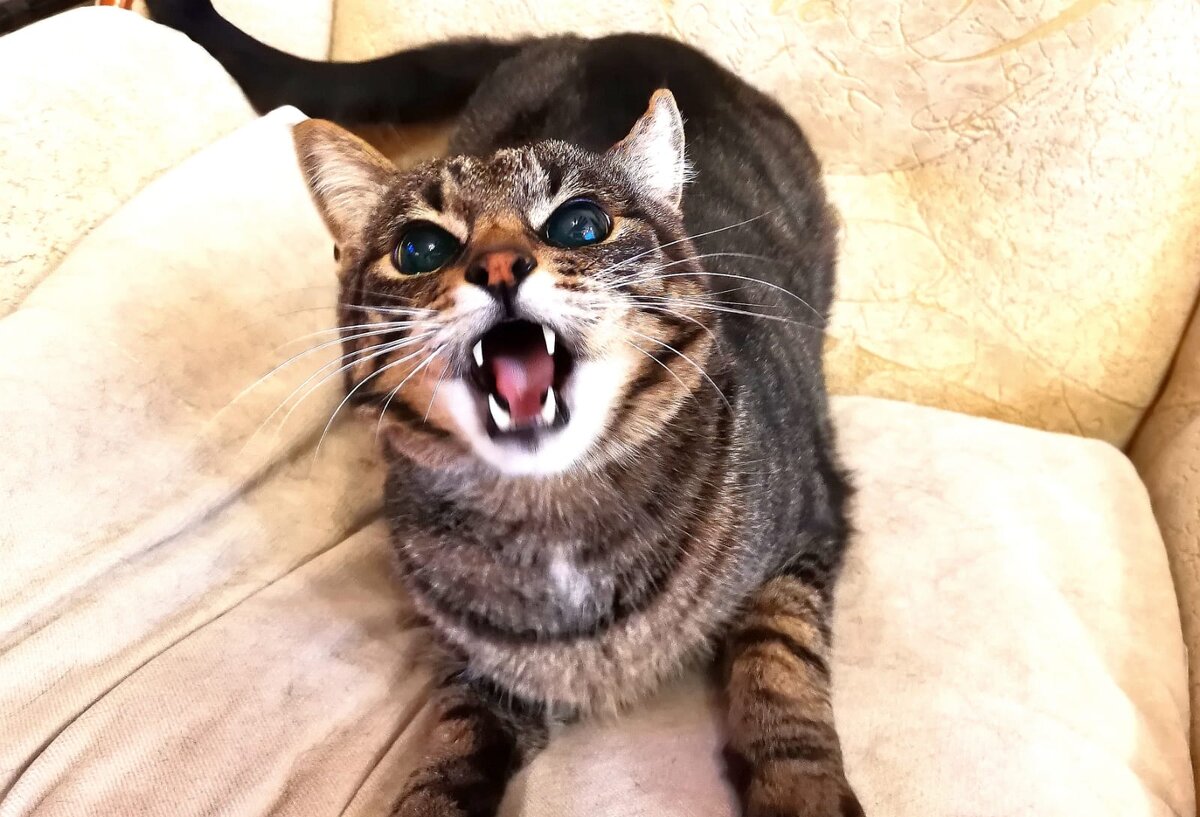 Но его лучше не злить😁 