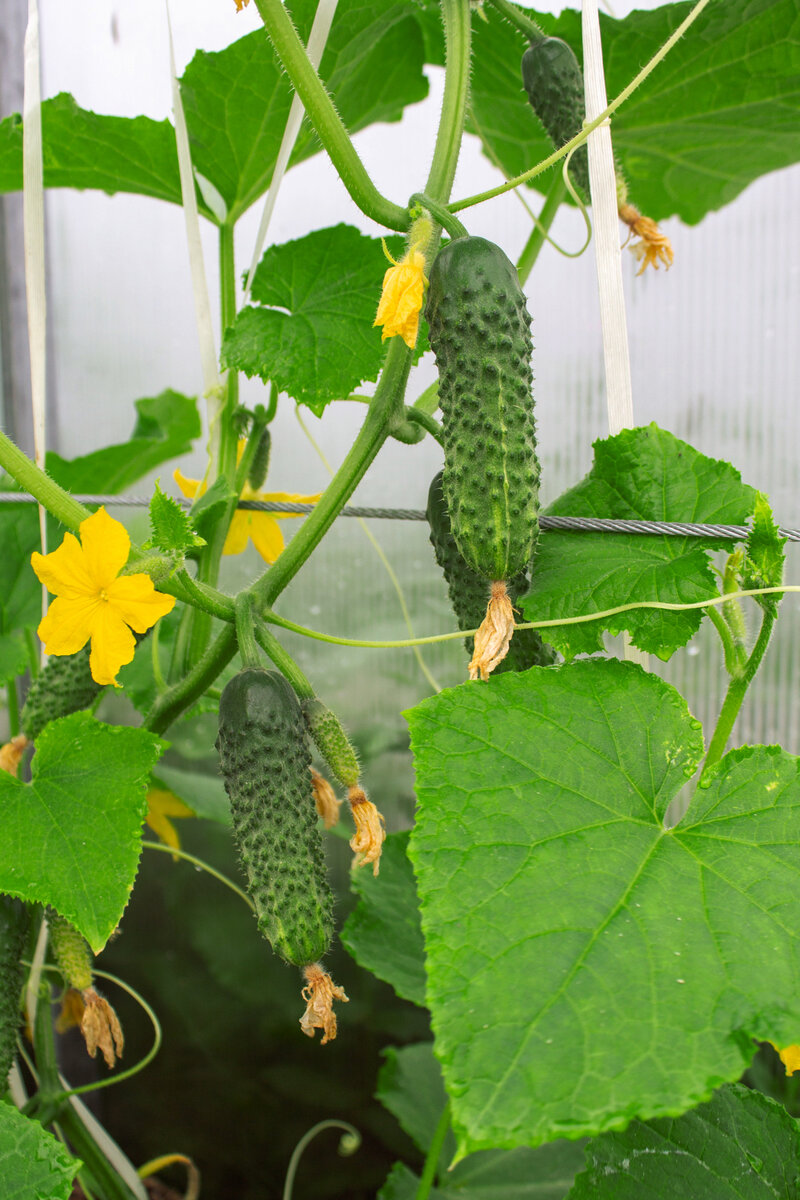 Герман F1. Листайте, чтобы посмотреть все фото.