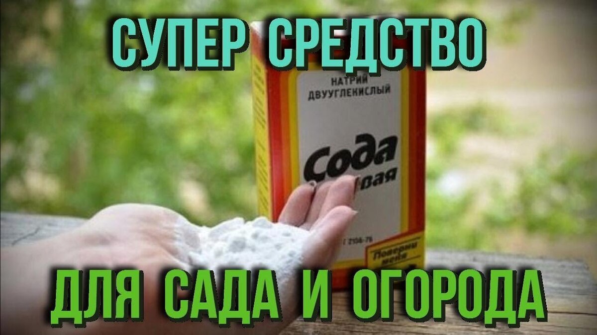 ПРИМЕНЕНИЕ СОДЫ В САДУ И ОГОРОДЕ