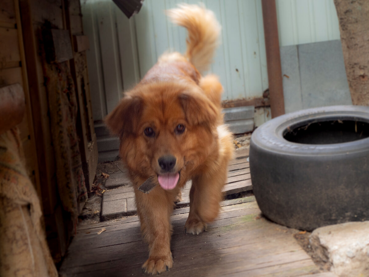 Ох уж этот медвежонок!