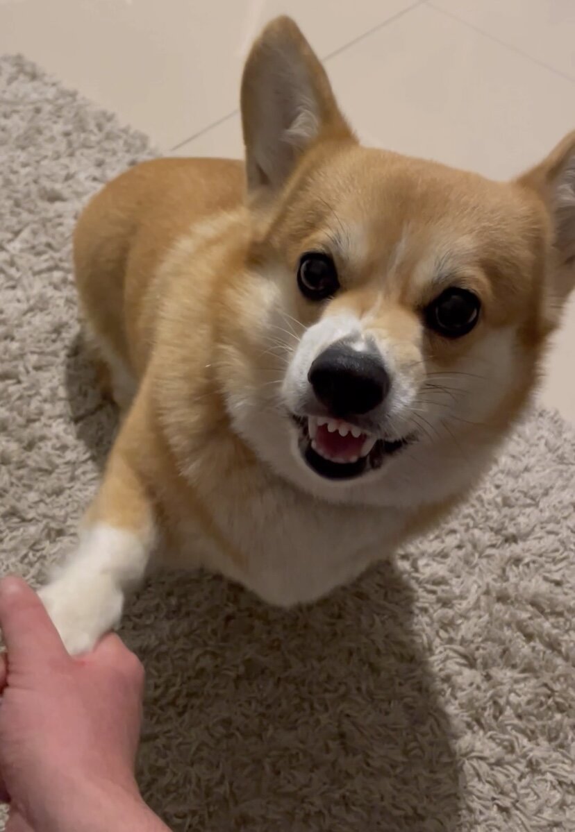 Коржонок с характером.