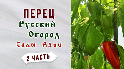 Перец от Русского огорода Фаст. Ранний перец от Сады Азии. Продолжение обзора перцев.