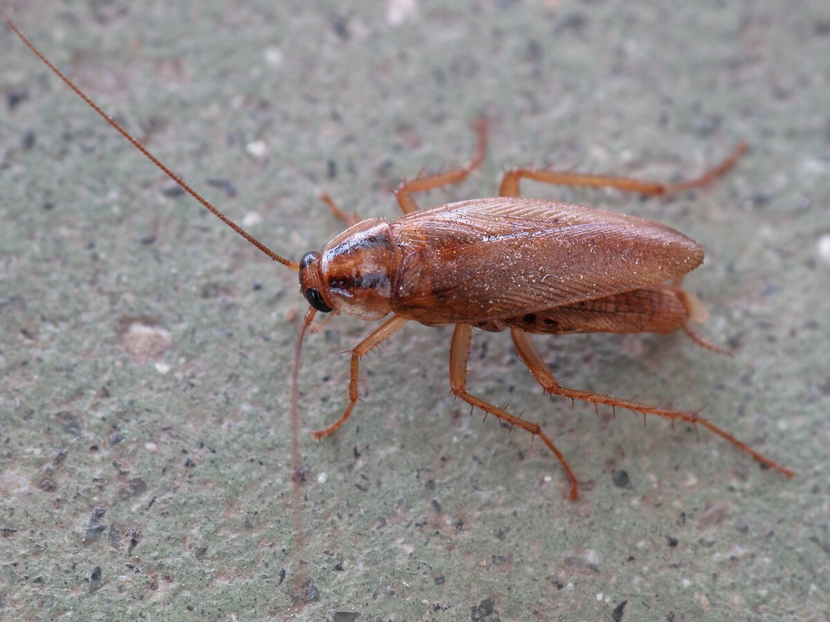 Рыжий таракан Blattella germanica