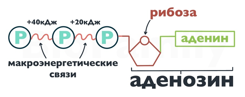 Строение нуклеиновых кислот