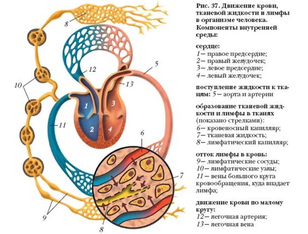 Микробная ферментация