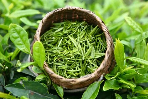 Зелёный чай - это напиток, который получают из листьев растения Camellia sinensis. Отличительной особенностью зелёного чая является то, что листья сразу после сбора проходят процесс минимальной обработки, без окисления, поэтому они остаются зелёными. Это позволяет сохранить множество полезных свойств, таких как антиоксиданты, витамины, аминокислоты и флавоноиды. 
Зелёный чай имеет своеобразный вкус и аромат, который может варьироваться от травяного до свежего и слегка горьковатого. Он также содержит кофеин, но в меньших количествах по сравнению с черным чаем или кофе.

Считается, что зелёный чай имеет ряд положительных эффектов на здоровье. Например, он может помочь улучшить общее самочувствие, повысить уровень энергии, улучшить когнитивные функции, снизить риск сердечно-сосудистых заболеваний и даже помочь в борьбе с избыточным весом.

Зелёный чай популярен во многих странах, особенно в Японии и Китае, где он часто употребляется в качестве традиционного напитка. Он доступен в различных вариантах, включая листовой, пакетированный, порционный и в виде порошка для приготовления церемониального матча.

Независимо от варианта приготовления, зелёный чай является популярным напитком благодаря своему освежающему вкусу и полезным свойствам для здоровья.
