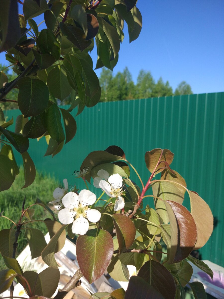 Груша в цвету.