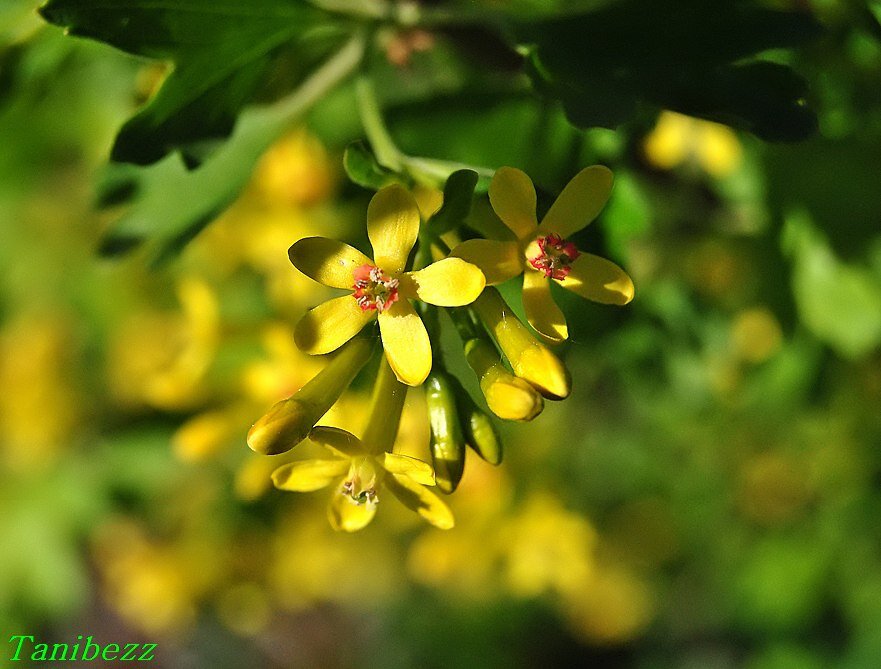 Смородина золотистая / Ribes aureum