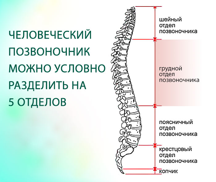 Шейно дорсальный. Грудной и пояснично крестцовый отдел позвоночника. Схема пояснично-крестцового отдела позвоночника. Схема позвонков пояснично крестцового отдела. Грудной и поясничный отделы позвоночника.