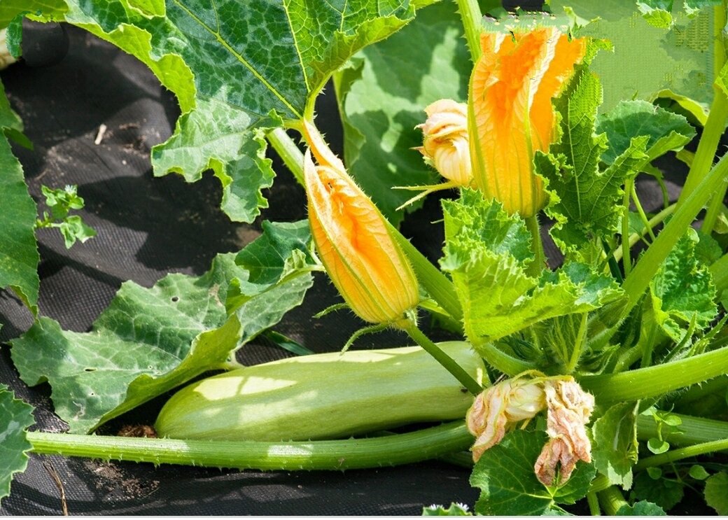 Здравствуйте дорогие подписчики и читатели моего канала.
Сегодня я хочу вам рассказать почему гниют завязи на кабачках и как это исправить.
многие говорили что они не будут
плодоносить в теплице и вообще рассады
это не вариант для выращивания кабачков
но как видите вот один прекрасный
кустику от другой это при том что внутри
листьев осени больше я просто уже
удалила из-за того чтобы не затерялись
кусты то есть не затерялись плоды но и
не занимали очень много места потому что
они уже мало того что заняли
грядку дорожку еще и норовили на
соседнюю грядку попасть я второй год
высаживаю кабачок юга несколько лет
выращиваю кабачок к вилле или к вилле
кто как называет так вот хочу сказать
что мне всегда очень нравился кабачок
ковеле
искандер но вот кабачок йога он конечно
переплюнул все вот эти гибриды которые я
выращивал вот каждый день практически я
срываю
кабачки вот сегодня я уже срывалось с
утра и вот опять здесь куча завязи
и так на протяжении всего сезона но
конечно же нужны подкормите конечно же
нужно профилактика болезни потому что
при таком мощном плодоношение нужен
соответственно и уход
так вот хочу сегодня вам рассказать
причины по которым загнивают завязи
кабачков даже такие вот шикарные
гибриды тоесть очень урожайные они тоже
к этому подвержены потому что есть ряд
определенных условиях из-за чего
кабачки загнивают первая причина это
нехватка кальция и получается что если
вот носику кабачка начинает гнить
чаще всего это идет именно вершинная
гниль и
причина чаще всего это нехватка кальция
что делать кольца у нас есть в удобрение
таком известном это кальциевой селитры
хоть я не сторонница минералки но когда
вот нужно справиться с проблемой
вершинной гнили то есть нехватка каются
то тут уже конечно приходится прибегать
к таким мерам так вот берем столовую
ложку кольцевой селитры на 10 литров
воды можно опрыскивать по листу
можно поливать под корень но естественно
если проводим опрыскивание по листу то
обязательно только в пасмурный день или
вечером потому что не должно быть ожогов
кстати вот по поводу пятен постоянно мне
и в инстаграме пишут и в ютюбе так вот
это сортовая особенность то есть листья
как раз идеально здорово и это просто
красивые серебристые пятнышки очень
декоративно смотрятся листья и они мне
очень нравятся в том числе и за вот этой
своей декоративности
то есть на любой грядки в любому углу
участка кабачок будет смотреться еще
очень красиво особенно для тех кто любит
декоративные огороды создавать у себя на
участке так вот имейте ввиду что вот с
юга кабели искандер это вот такие
кабачки которые имеют вот такую
пятнистую листву
значит первая причина нехватка кальция
вторая причина это нехватка бора тоже не
часто идет эта информация но вот бор
который содержится например в борной
кислоте в порошковой который вы можете
купить в специализированных магазинах и
есть кстати в интернет-магазине 7 семян
в садовых магазинах
то есть она продается в аптеке вы можете
купить
берем 2 грамма я беру всегда по минимуму
на 10 литров воды но предварительно эти
2 грамм и растворяют в небольшом
количестве горячей воды где-то порядка
50-55 градусов а потом уже вливаем
растворенную борную кислоту в нужный
объем воды 10 литров можете конечно и
поменьше развести 2 грамма это пол
чайной ложки если это примерно судей
тоже опрыскиваем по листьям то есть тут
уже поливать под корень я думаю не стоит
опрыскиваем по листу
иногда достаточно одного опрыскивания то
есть 1 1 обработки и проблема исчезает
поесть и нет тогда можно сделать 2 3
обработки где-то с интервалом в две
недели то есть 14 дней
это что касается нехватки бора и третья
причина о которой вообще очень редко
говорят это нехватка йода
потому-что кабачки выносят большое
количество йода и земли и они как бы из
всех вот овощей вот они самые
чувствительные как раз нехватки йода в
почве в подмосковье вообще проблемы что
йода очень не хватает в почве из-за
повышенного содержания железа и вот тут
уже помогут
обработки йодом или полив из расчета на
10 литров воды 30-35 капель йода йод
обычная аптечная и также можете
проводить обработки в пасмурные дни
вечернее время по листу либо поливать
под корень
очень помогает и очень эффективно именно
при такой проблеме еще один в такой
важный момент часто бывает что
кабачки начинают слишком за гущина расти
то есть обрастают листьями
так вот я очень часто обрезаю лифт и
даже предмет пеньки
для того чтобы все таки не было слишком
такого сильного затенения это очень
актуально потому что и затеряются сами
плоды и плохое проветривание
и это тоже может быть одной из причин по
которой у вас загнивают завязи
так что вот такие я бы сказала четыре
фактора то и загущенность листвы
нехватка бора нехватка йода и нехватка
кальция это пожалуй все причины из-за
которых могут загнивать
плоды.