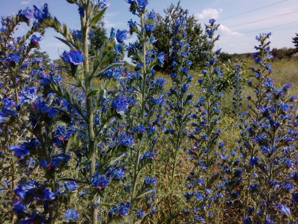 Эхиум обыкновенный. Луговые медоносы. Echium vulgare синяк обыкновенный. Фацелия пижмолистная. Клевер фацелия.