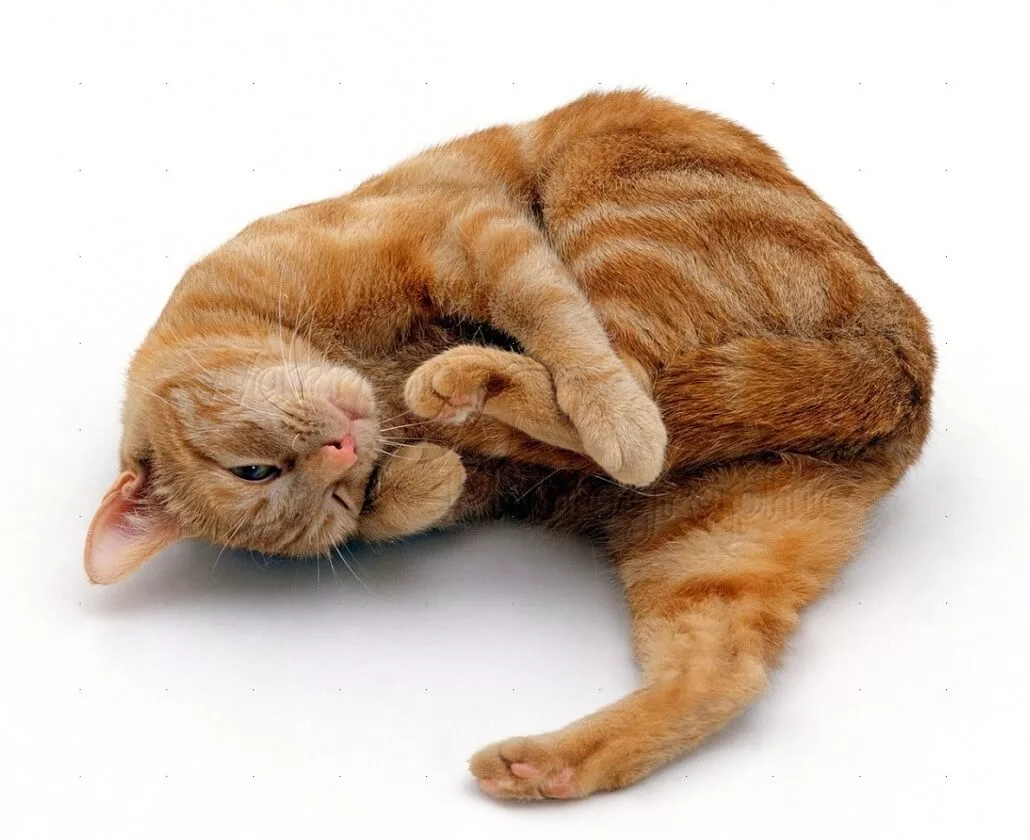 Течка у кошки: сколько длится первая течка у кошки. Как успокоить кошку во  время течки в домашних условиях | Домашние животные - самое важное | Дзен