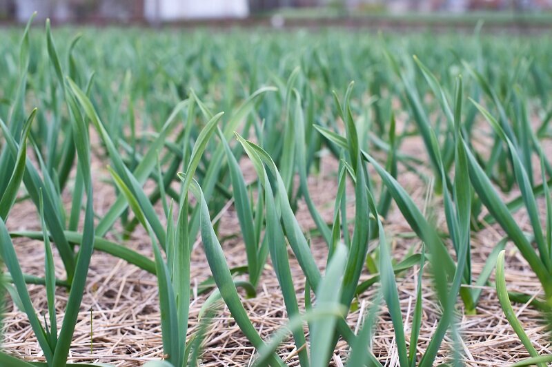 Чеснок (Фото используется по стандартной лицензии ©azbukaogorodnika.ru)