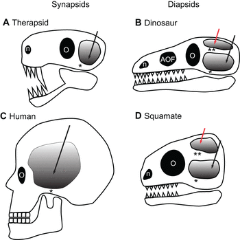 Череп синапсид: A - терапсиды (предки млекопитающих, о них в следующей статье), C - человек; череп диапсид: B - динозавры, D - чешуйчатые (ящерицы и змеи)
