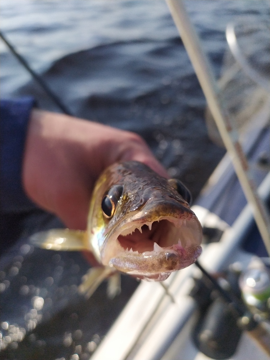 Судак - рыба великая!!!!
