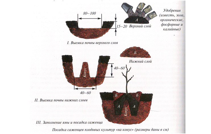 Схемы посадки абрикоса