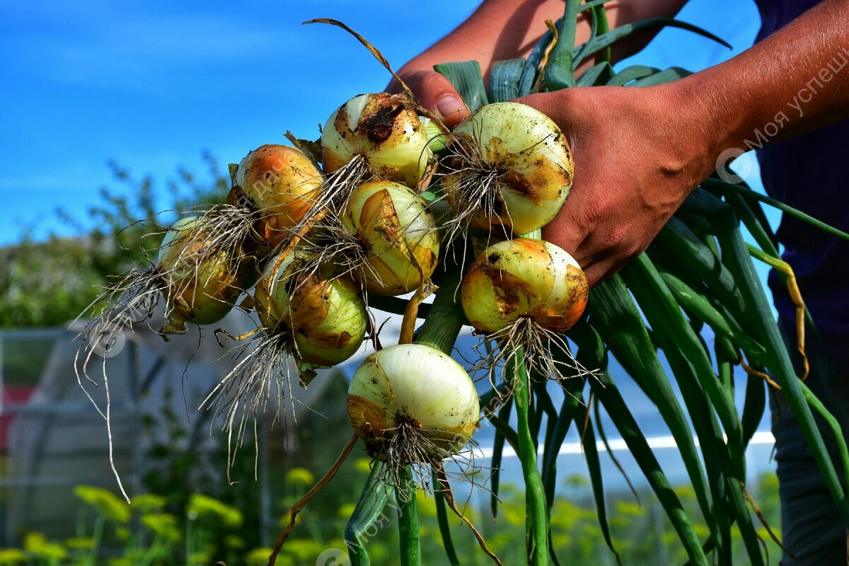 лук урожай