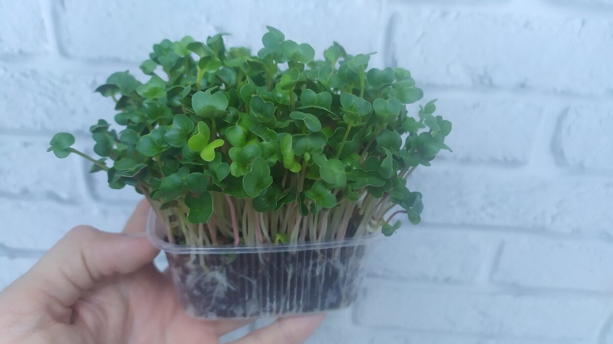 Как я стал выращивать микрозелень | Микрозелень | Дзен