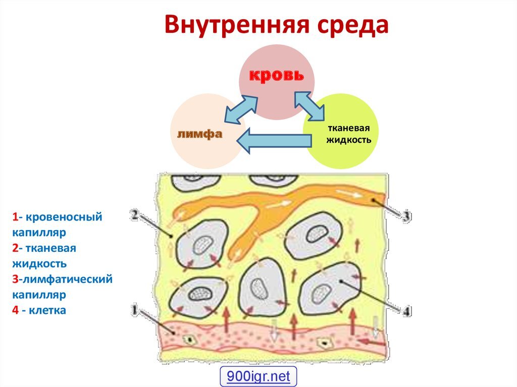 Внутренняя среда лимфы