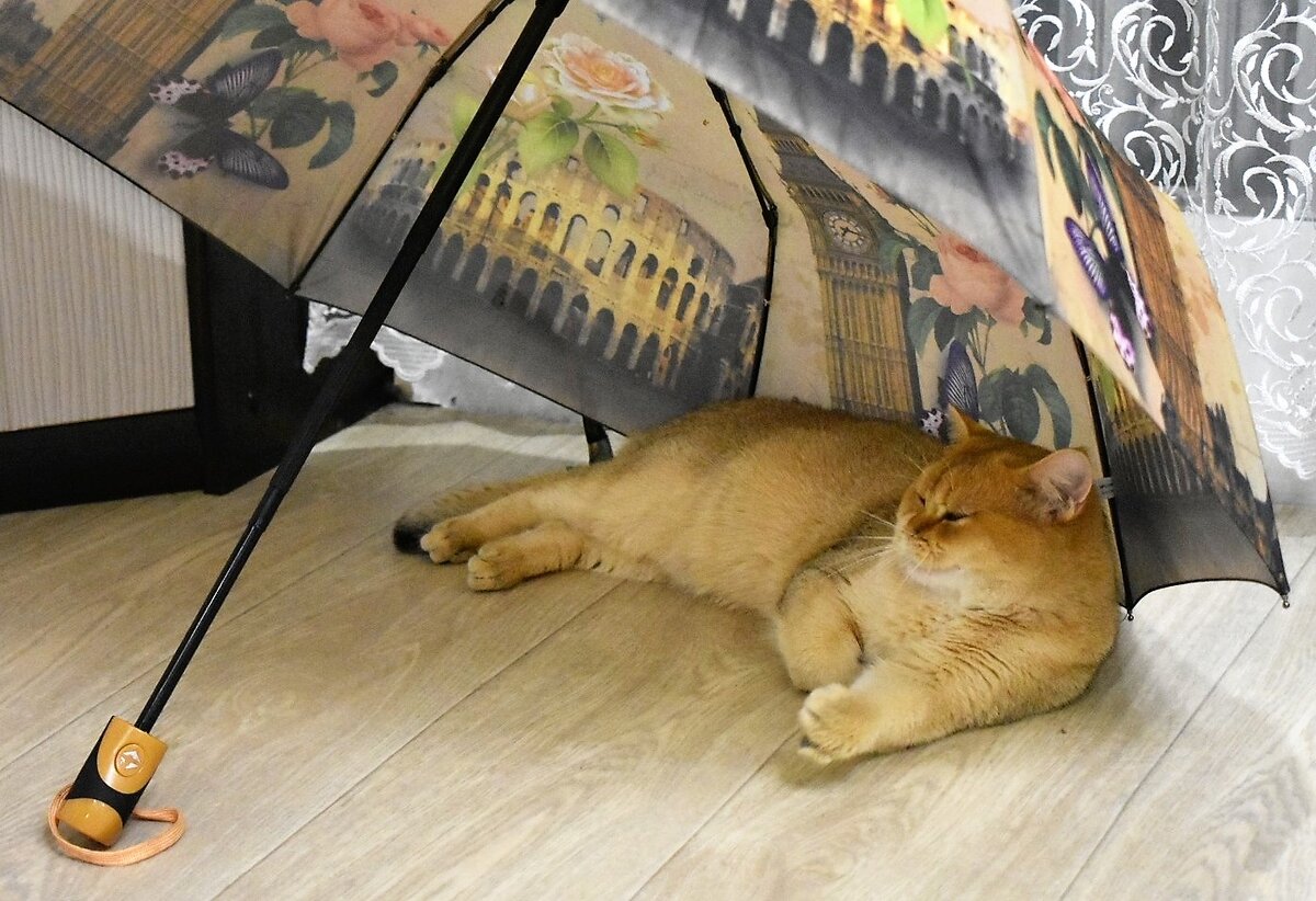 Семья золотых котят.