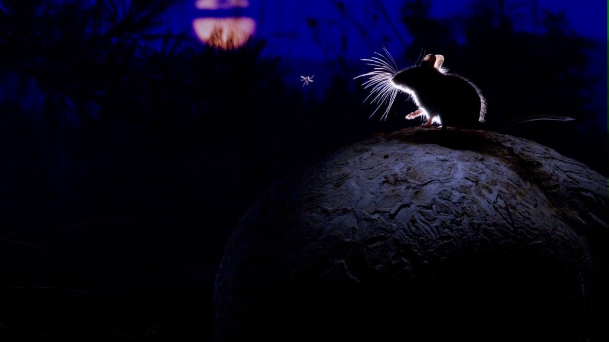 Фото из открытых источников интернет.