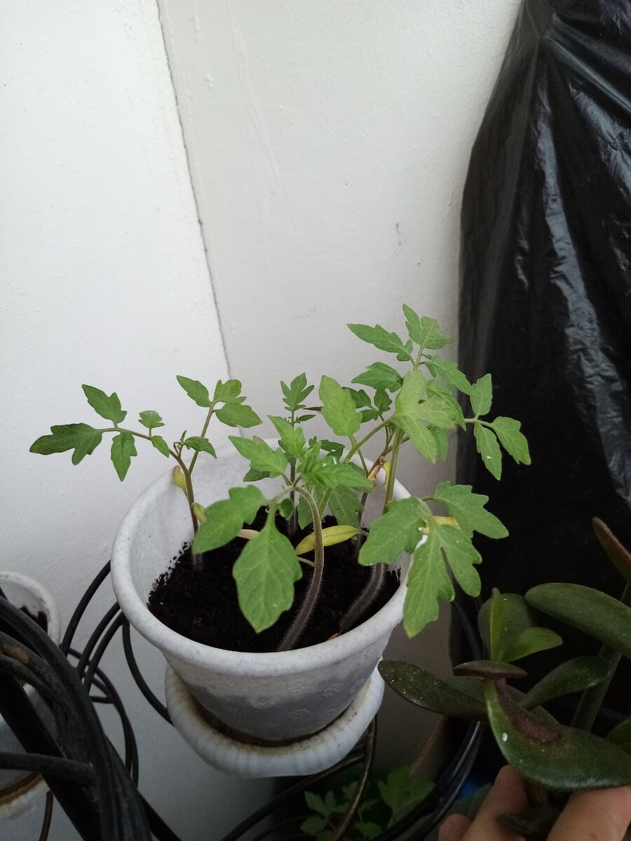 5 отростков