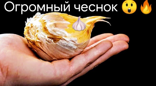 Чеснок с ладонь 😲