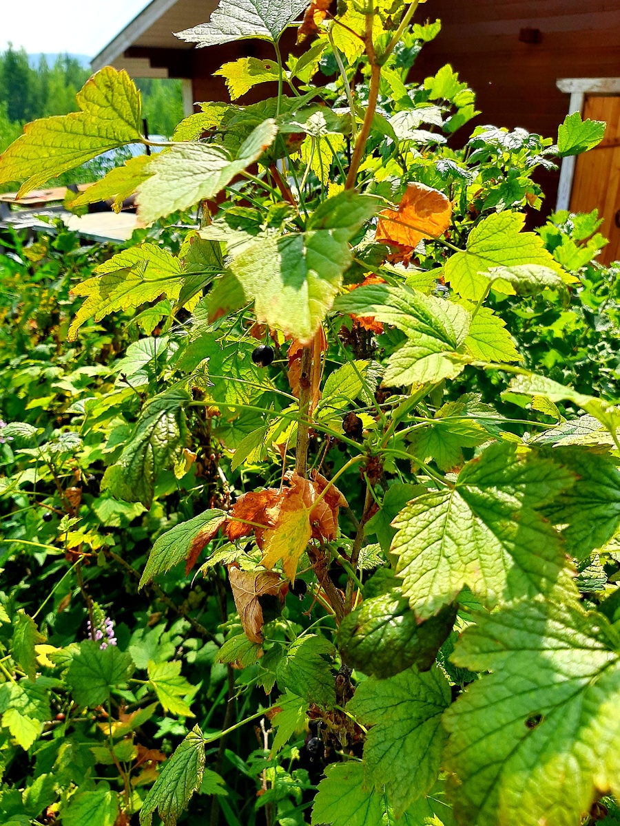 Кусты смородины желтеют от жары. Фото автора. 