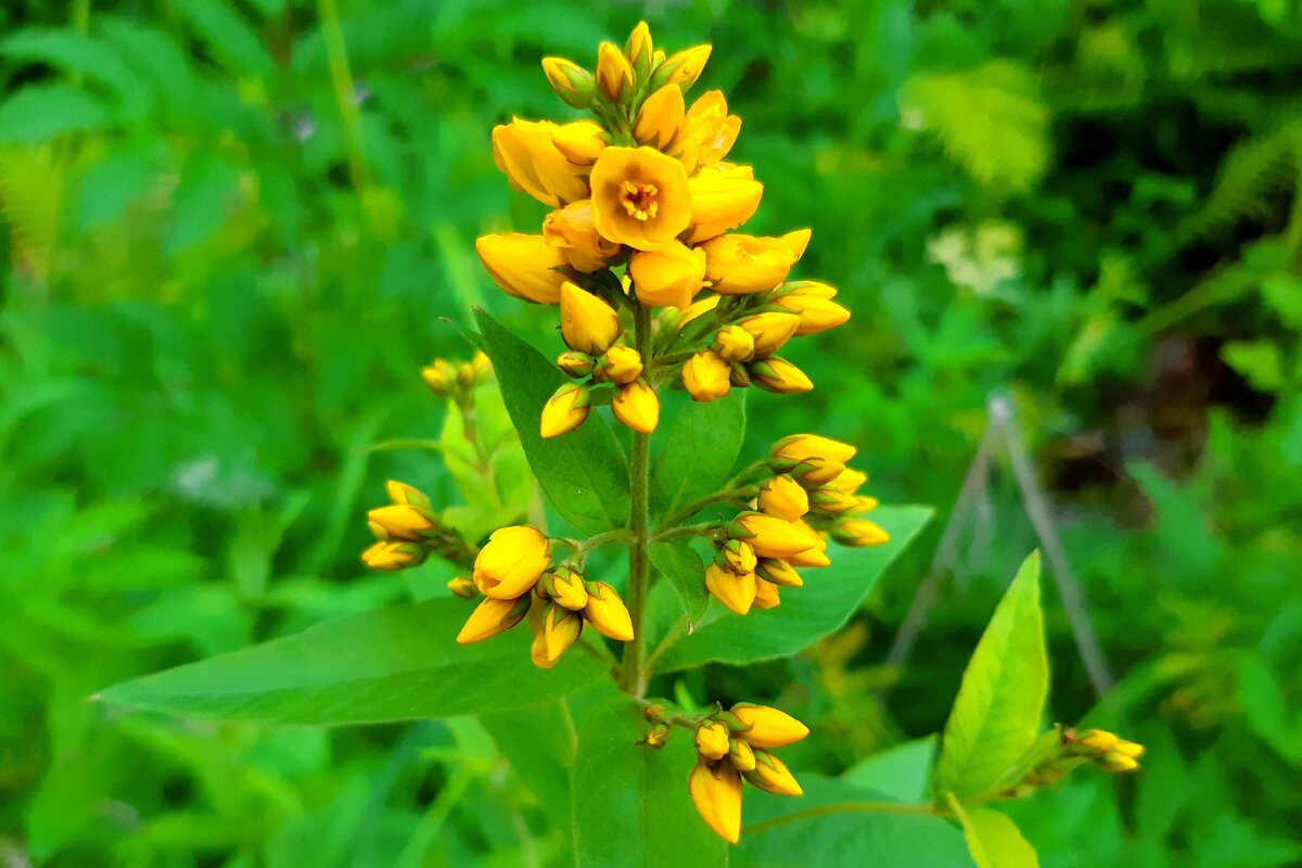 Вербейник обыкновенный Lysimachia vulgaris