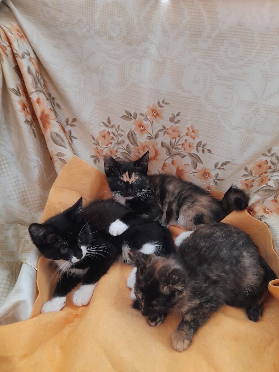  Три маленьких обормотиков. 