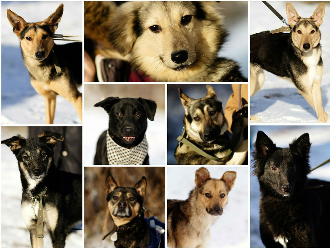 Подопечные приюта. Источник: зоопансионат "Альма", Воронеж