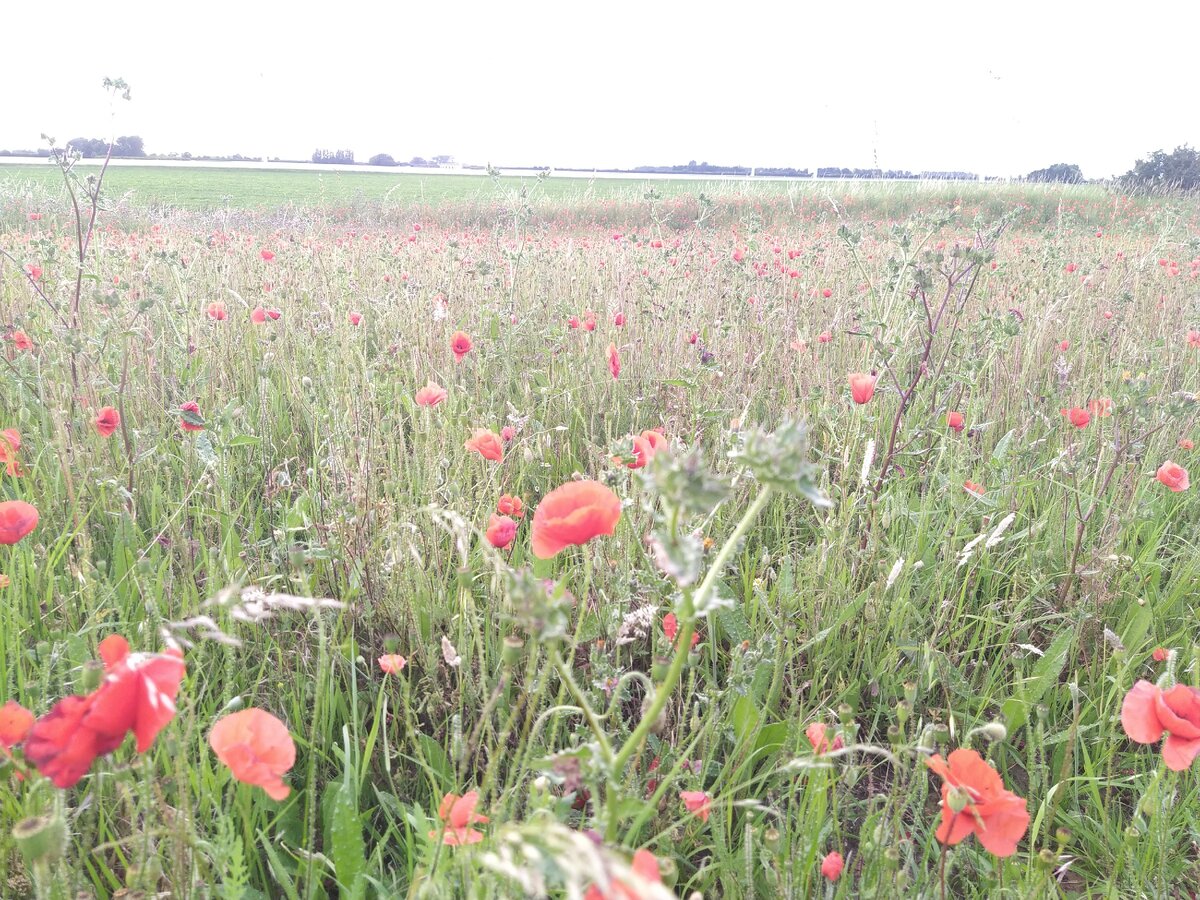 Маковый рай