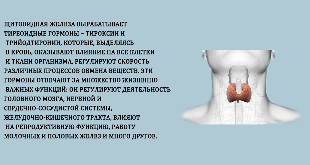 Что такое щитовидная железа 