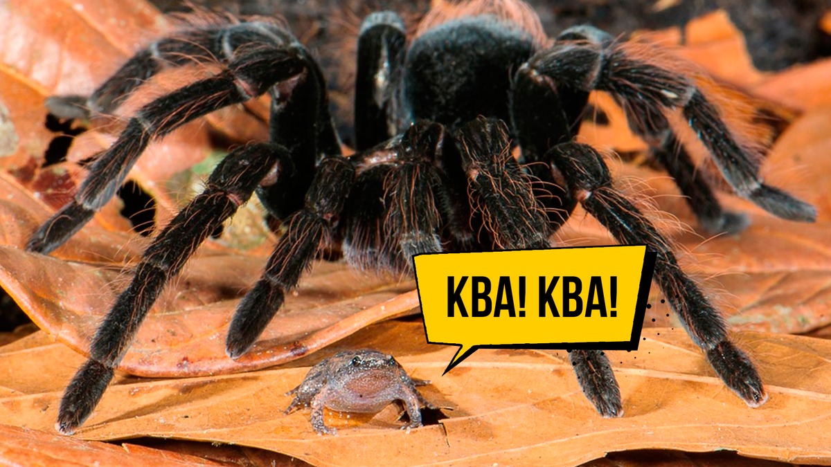 Лягушка, как кошка, только мяукать не умеет