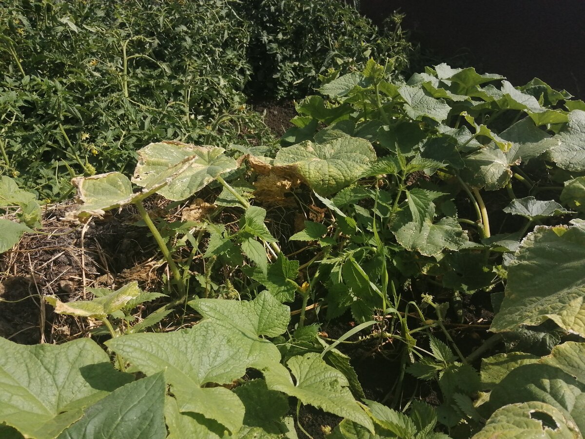 Не судите за то, что огурцы заросли. Я их уже прополол) 