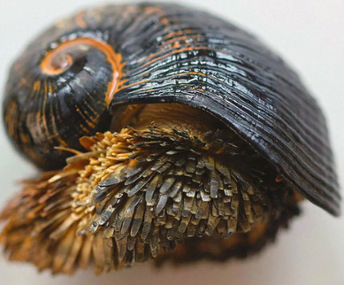 Какие-то странные у вас на глубоководье шишки...