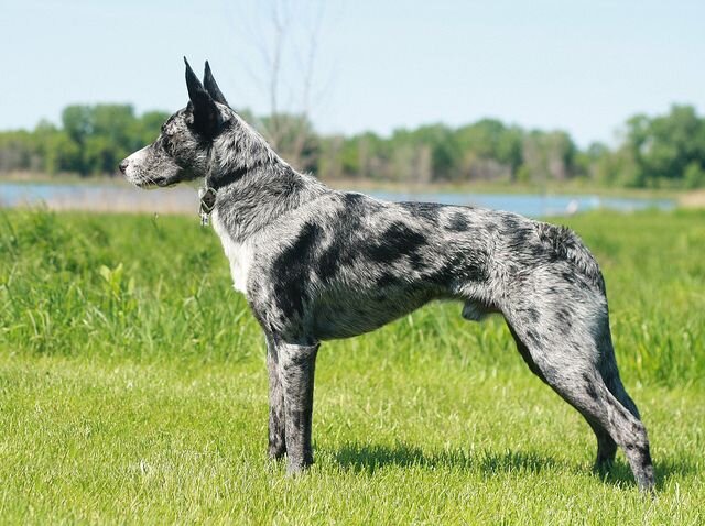 келпи порода. джамен кули. джамен кули австралийский. австралийская овчарка келпи. хилер колли.