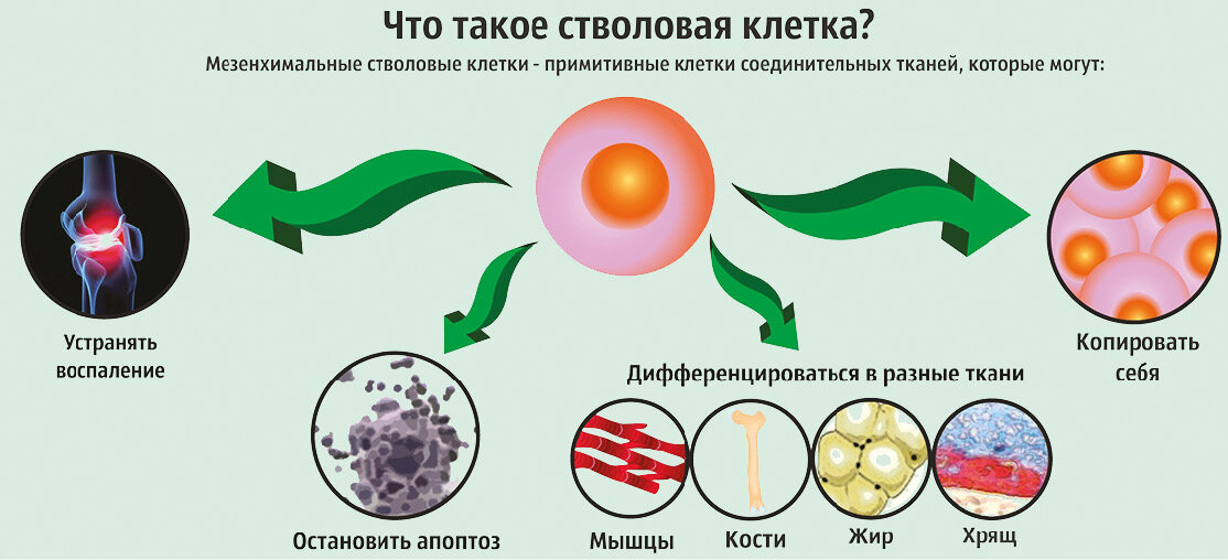 Что делают стволовые клетки