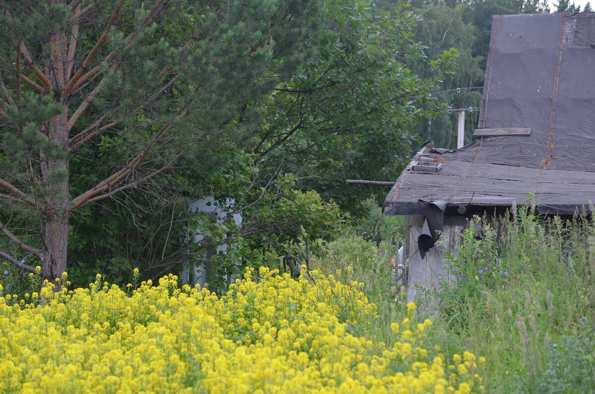 На нашем старом участке. Фото автора