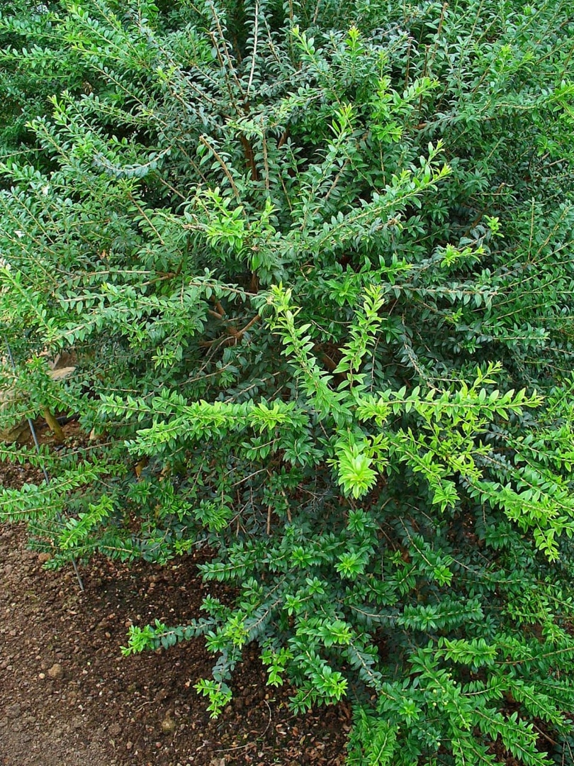 Куст мирта. Фото из открытых источников