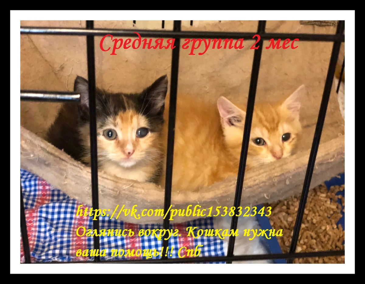 Рыжик и Черепашка. У деток больные глазки