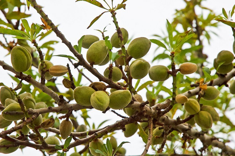 Еще зеленый урюк.