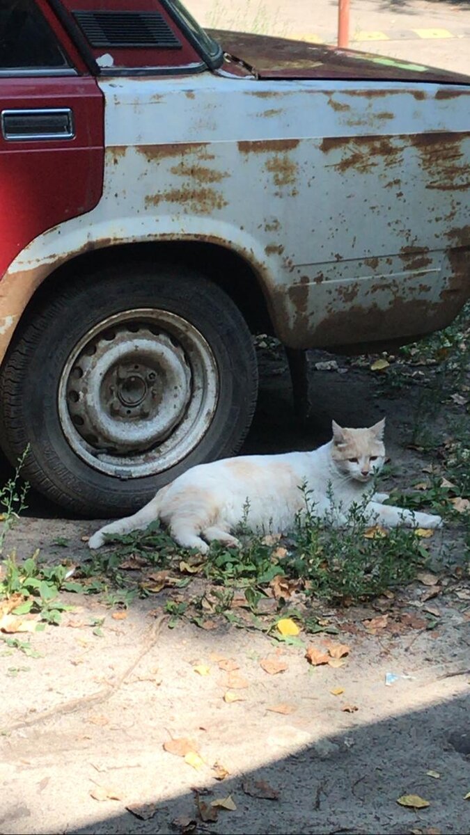 Кошка лежащая около машины
