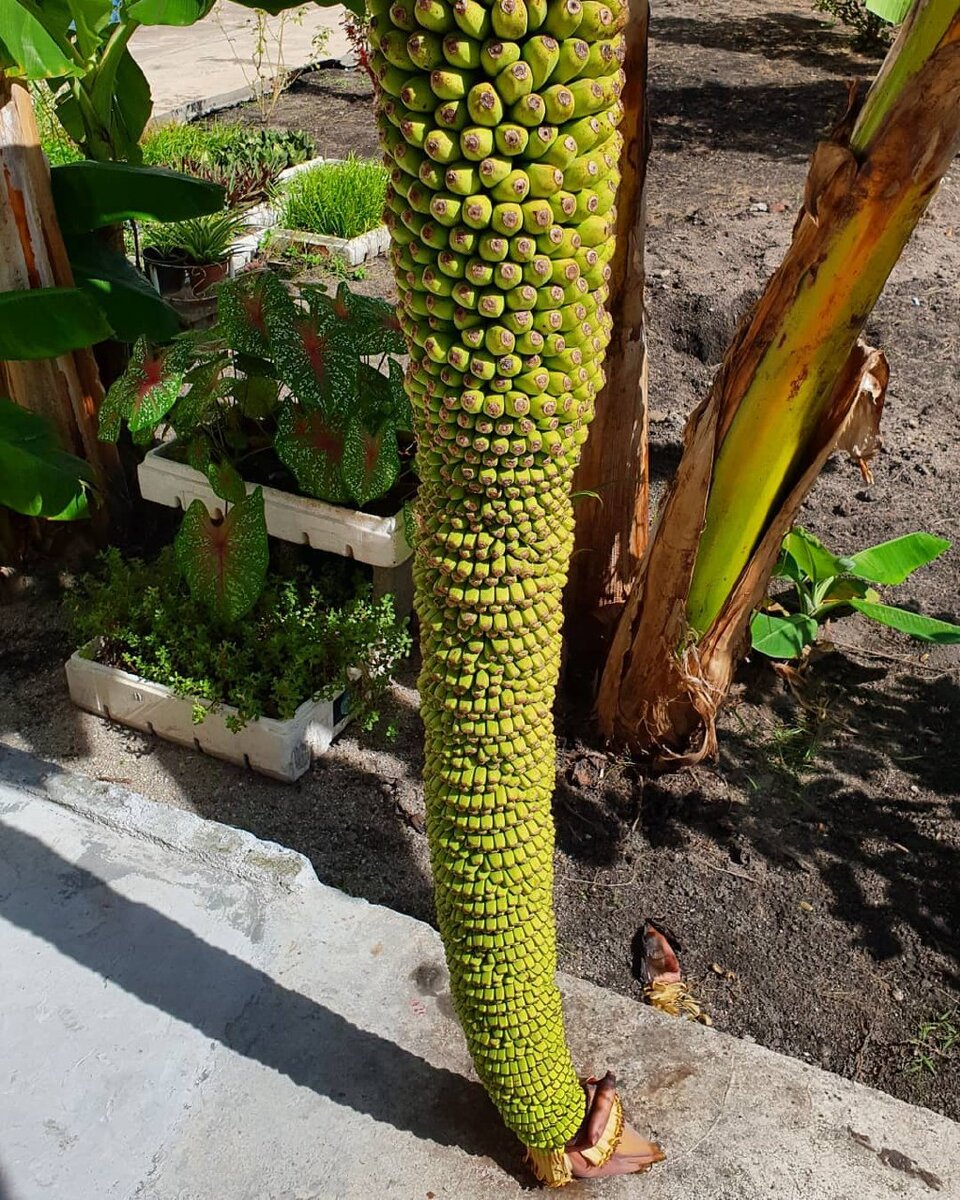 1.000 бананов на одной грозди.